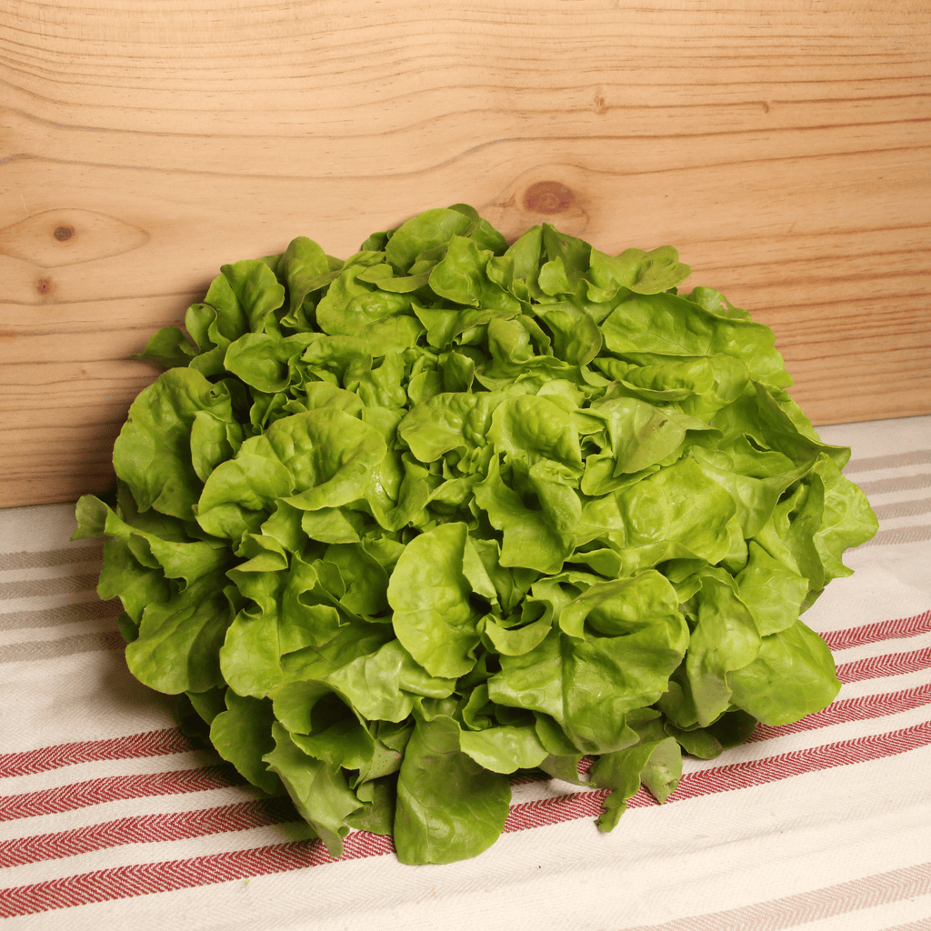 Ferme Horticole de Lomme Salade feuille de chêne blonde BIO - la pièce vrac-zero-dechet-ecolo-lille-pilaterie