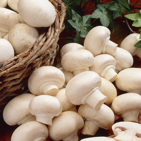 Hauts de France Champignon de Paris blanc pied entier BIO - 250g - ANTIGASPI vrac-zero-dechet-ecolo-lille-pilaterie