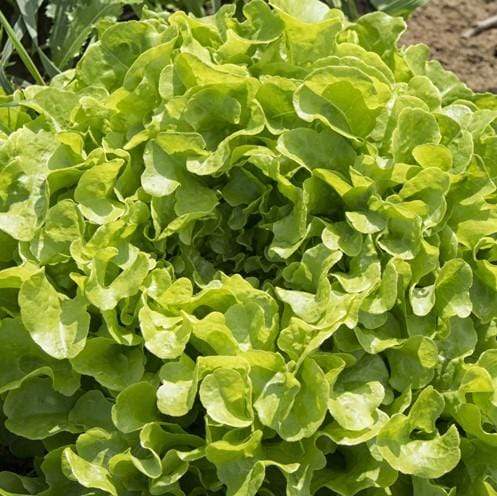 Les Serres des Près Salade feuille de chêne blonde BIO - la pièce vrac-zero-dechet-ecolo-lille-pilaterie