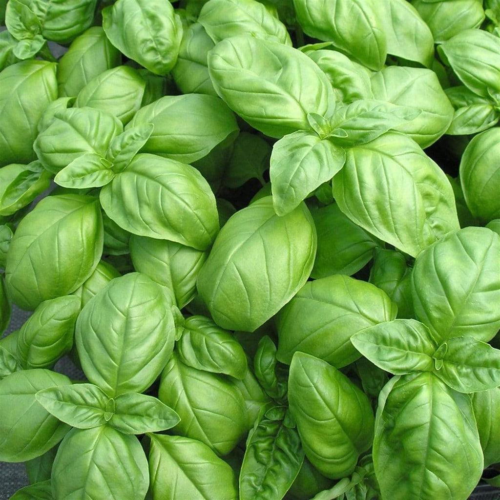 NOT_APPLICABLE Basilic BIO - le plant en pot vrac-zero-dechet-ecolo-lille-pilaterie