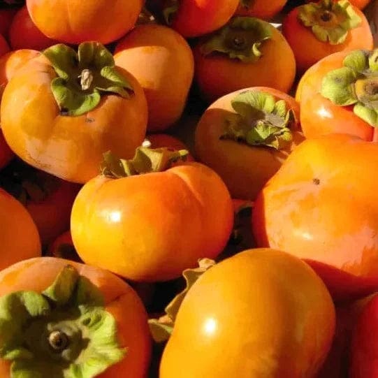 NOT_APPLICABLE Kaki Fuyu BIO - La paire vrac-zero-dechet-ecolo-lille-pilaterie