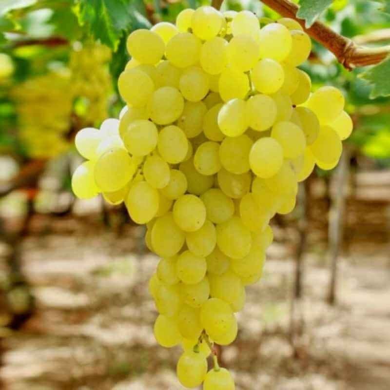 NOT_APPLICABLE Raisin blanc sans pépins BIO - 500g vrac-zero-dechet-ecolo-lille-pilaterie