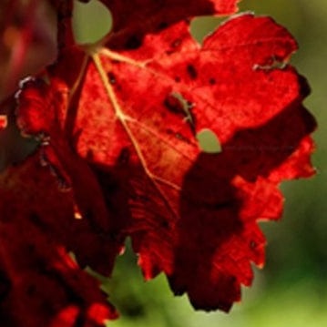 Florixir Feuilles de vigne rouge BIO - 15g vrac-zero-dechet-ecolo-lille-pilaterie