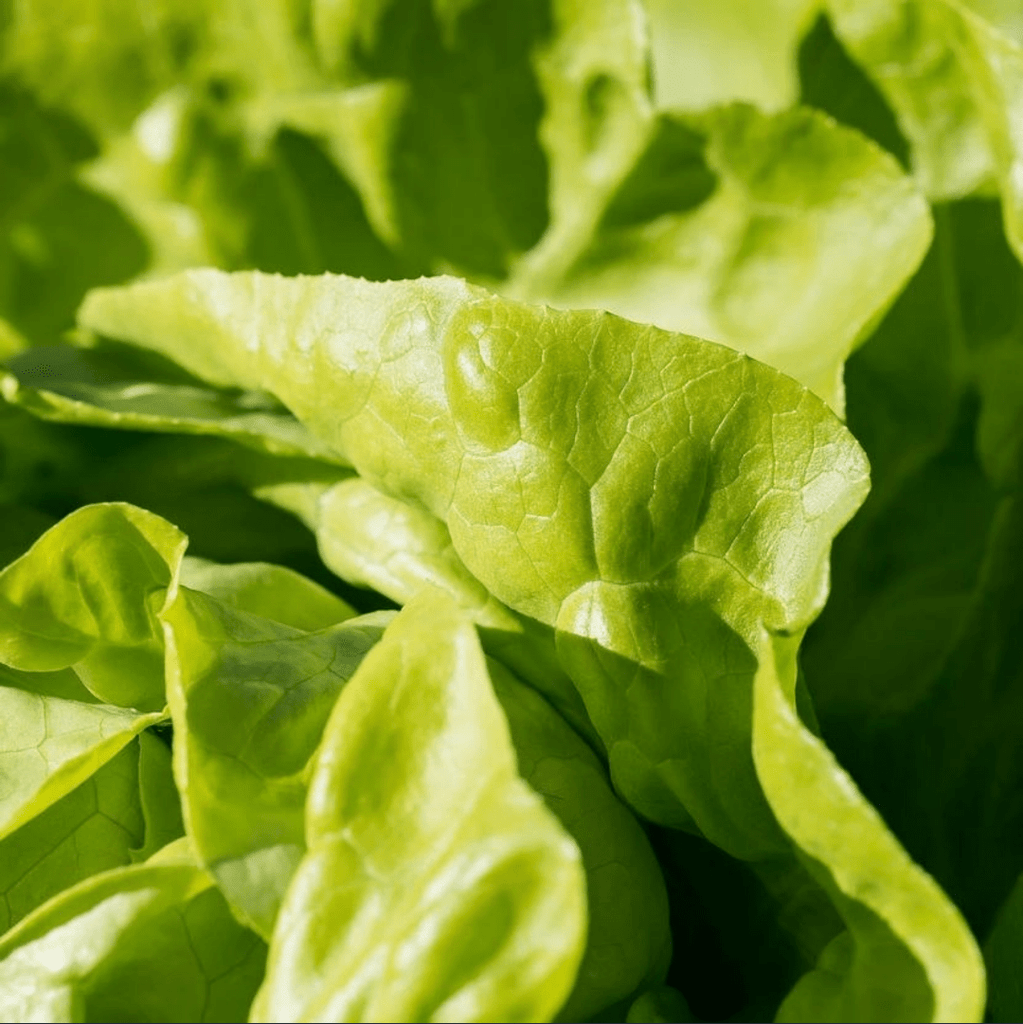 Les Serres des Près Salade laitue verte Bio - à la pièce vrac-zero-dechet-ecolo-lille-pilaterie